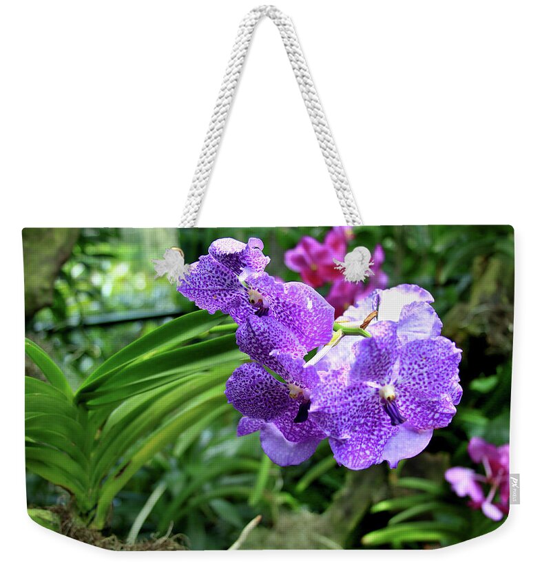 Ascocenda Weekender Tote Bag featuring the photograph Princess Mikasa Blue Orchid by Tanya Owens