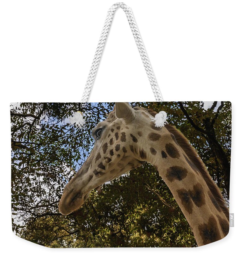Africa Weekender Tote Bag featuring the photograph Profile of a Giraffe by Laura Hedien