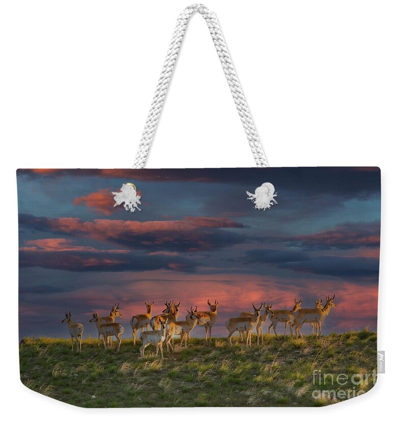 Pronghorn Weekender Tote Bag featuring the photograph Pronghorn Herd at Sunset by Barbara Bowen