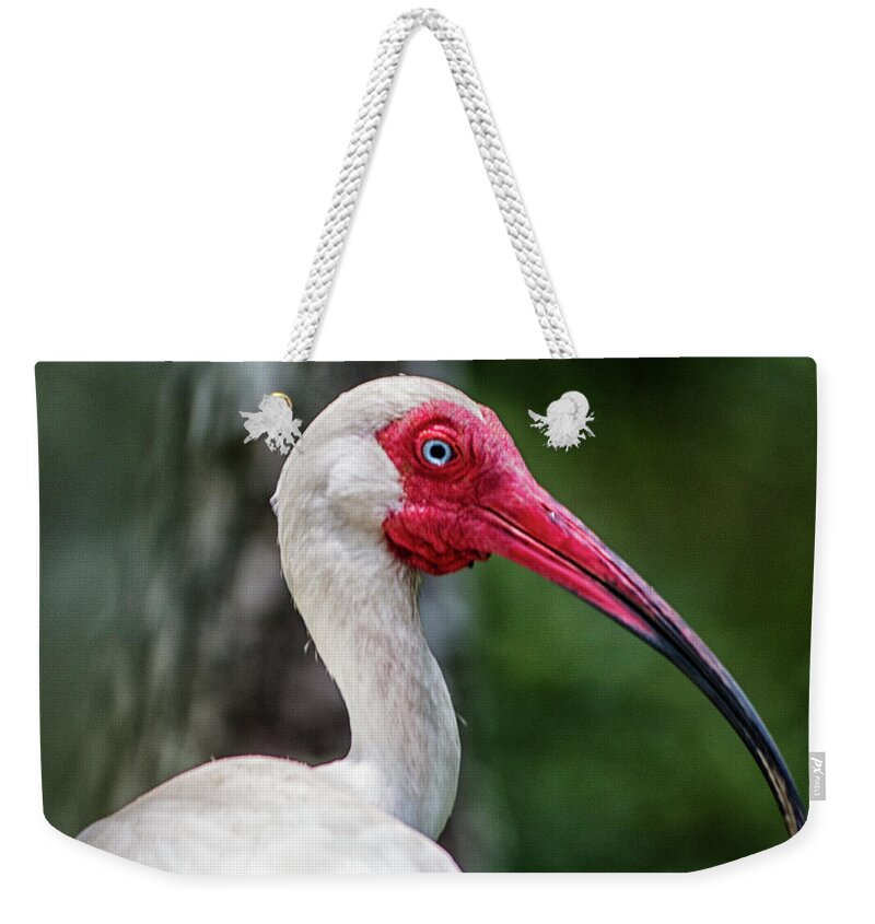 White Ibis Weekender Tote Bag featuring the photograph Protrait of an Ibis by Bob Decker