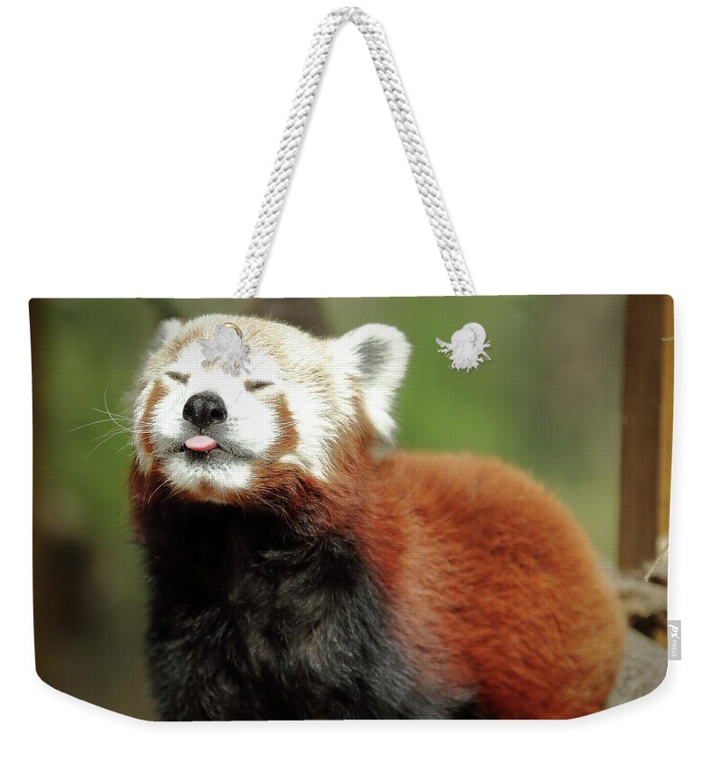 Red Panda Weekender Tote Bag featuring the photograph Psssstttt by Lens Art Photography By Larry Trager