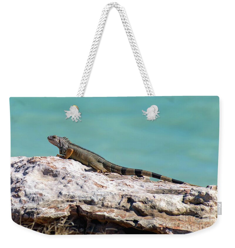 Iguana Weekender Tote Bag featuring the photograph Puerto Rican Iguana Sunning on a Rock by Beachtown Views