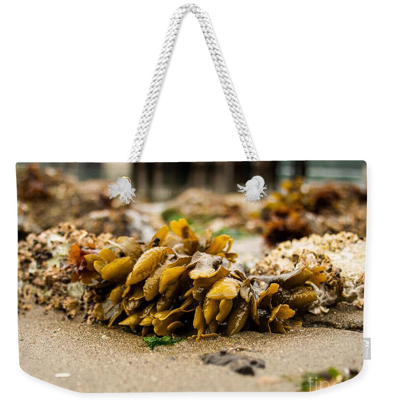 Seaweed Weekender Tote Bag featuring the photograph Puget Sound Rockweed by Chris Cliff