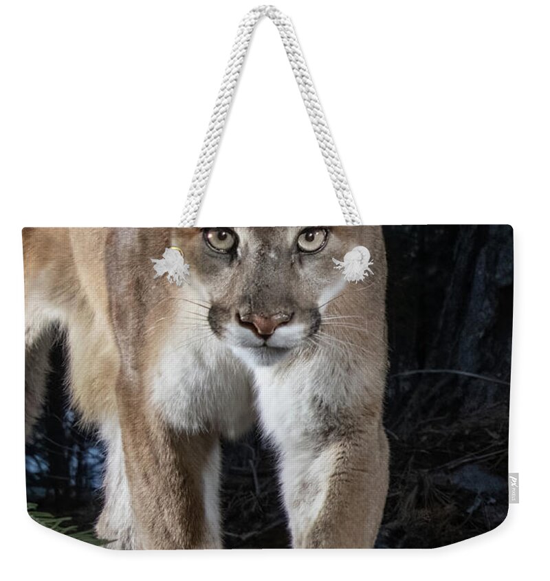 Puma Weekender Tote Bag featuring the photograph Puma Concolor by Randy Robbins