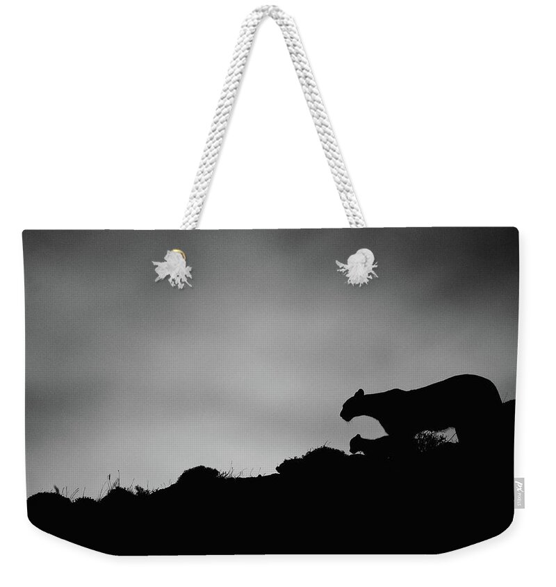 Puma Weekender Tote Bag featuring the photograph Puma Family Silhouette by Max Waugh