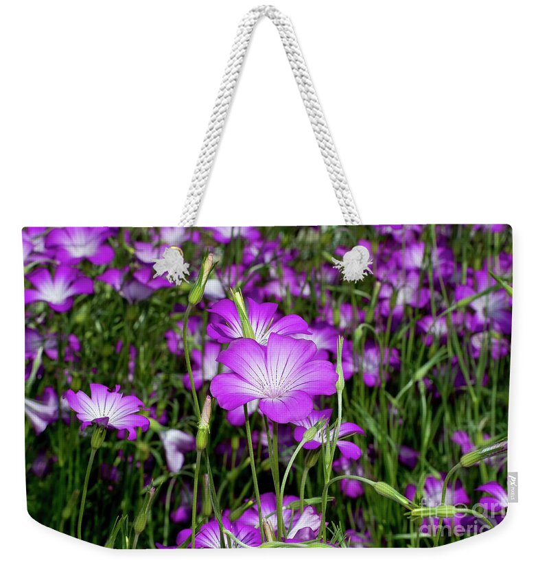 Purple Corncockle Weekender Tote Bag featuring the photograph Purple Corncockle, 1 by Glenn Franco Simmons