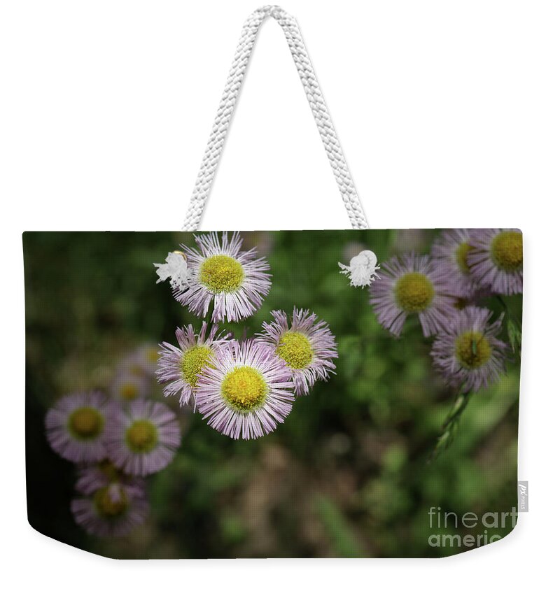 Daisy Weekender Tote Bag featuring the photograph Purple Daisies by Coral Stengel