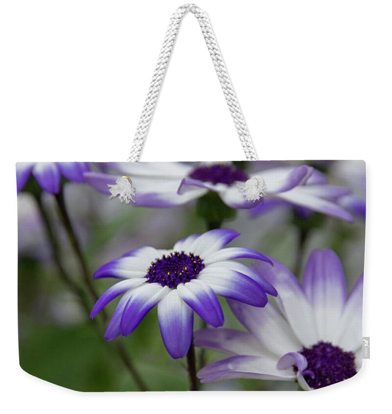 Flowers Weekender Tote Bag featuring the photograph Purple Daisies by Denise Kopko