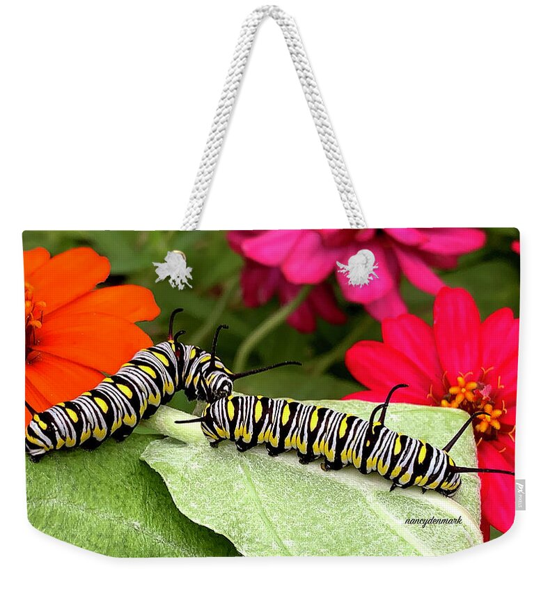 Queen Caterpillar Weekender Tote Bag featuring the photograph Queen Caterpillar Buddies 16X9 by Nancy Denmark