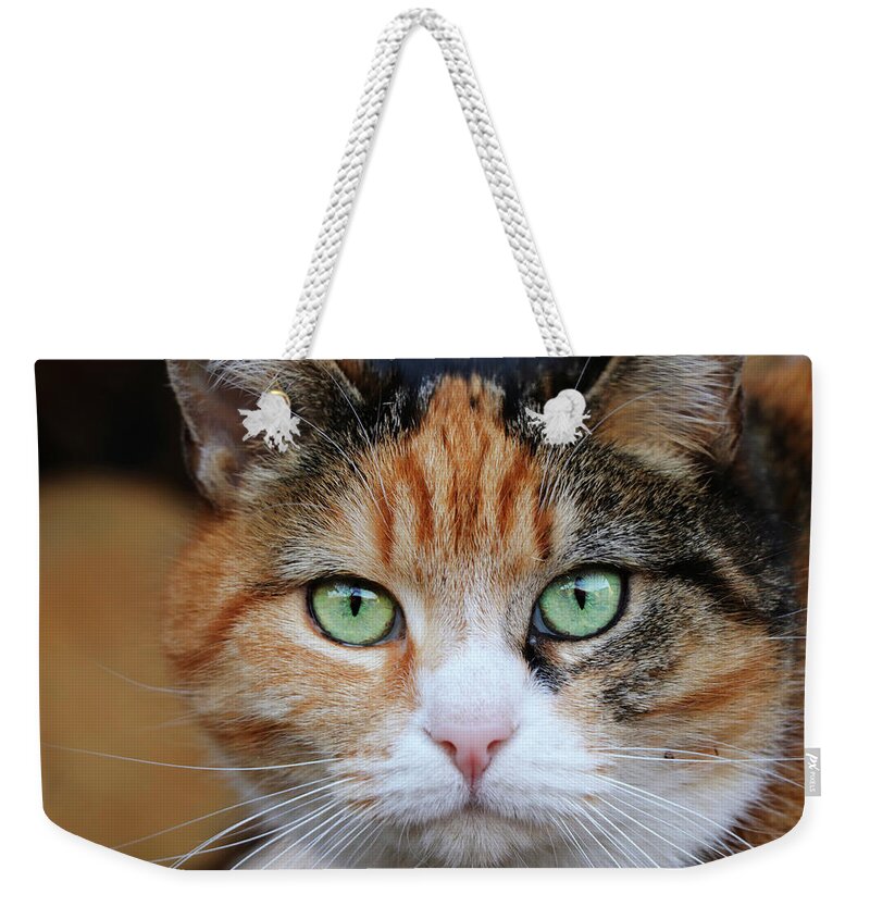 Liza Weekender Tote Bag featuring the photograph Detail on Queen of cats with green eyes by Vaclav Sonnek