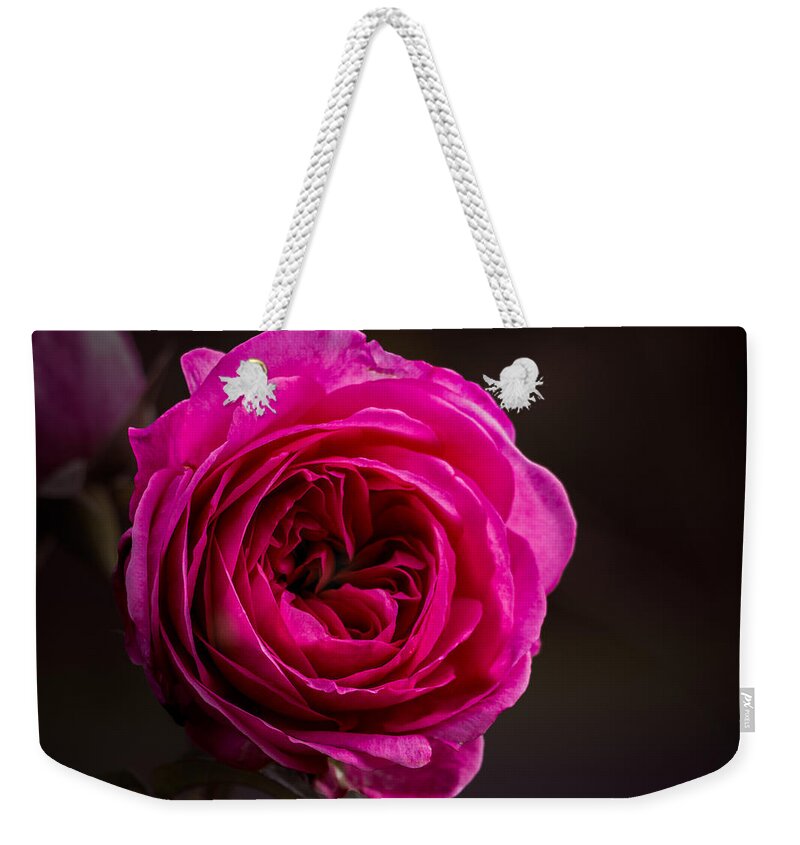 Rose Weekender Tote Bag featuring the photograph Quiet Man Rose by Carrie Hannigan