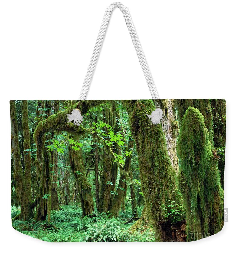 00173596 Weekender Tote Bag featuring the photograph Quinault Rain Forest by Tim Fitzharris