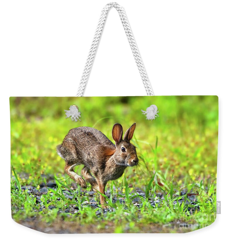 Cottontail Rabbit Weekender Tote Bag featuring the photograph Rabbit mid-hop by Rehna George