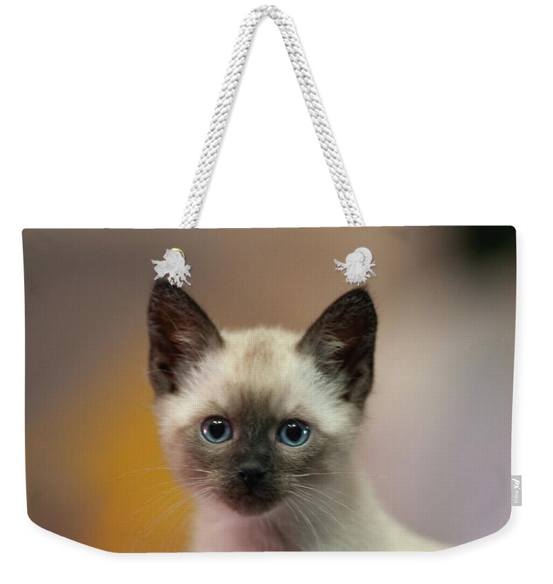 Cat Weekender Tote Bag featuring the photograph Ragnar by DArcy Evans