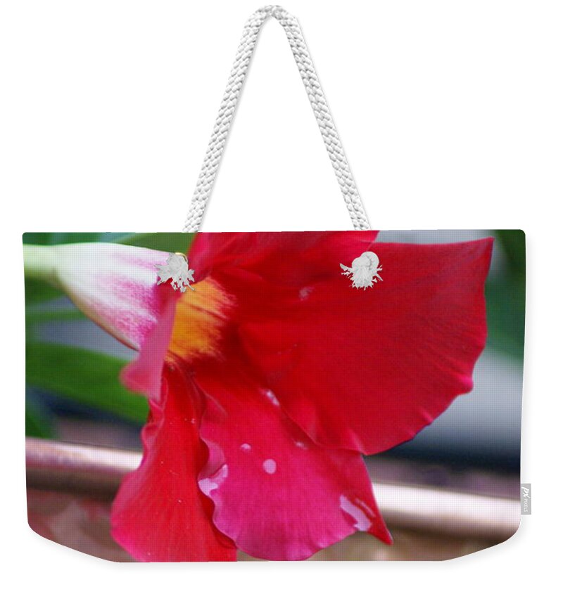  Weekender Tote Bag featuring the photograph Rainy Mandevilla by Heather E Harman
