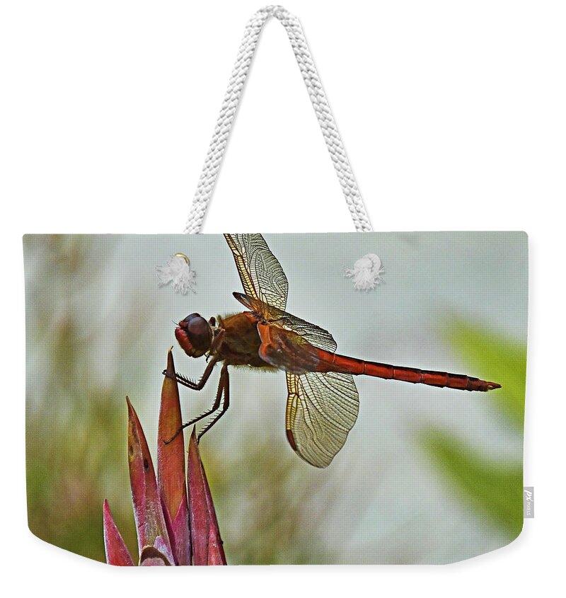 Dragonfly Weekender Tote Bag featuring the photograph Ready for takeoff by Bill Barber