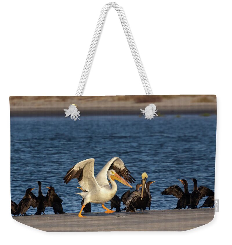 American White Pelican Weekender Tote Bag featuring the photograph Ready Set Go by Patricia Schaefer