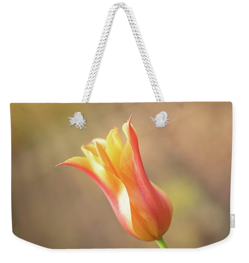 Spring Weekender Tote Bag featuring the photograph Red and yellow tulip by Average Images