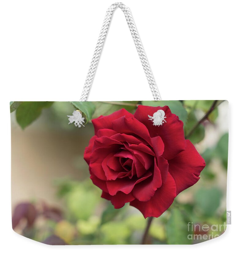 Red Rose Weekender Tote Bag featuring the photograph Red beauty in the garden by Adriana Mueller