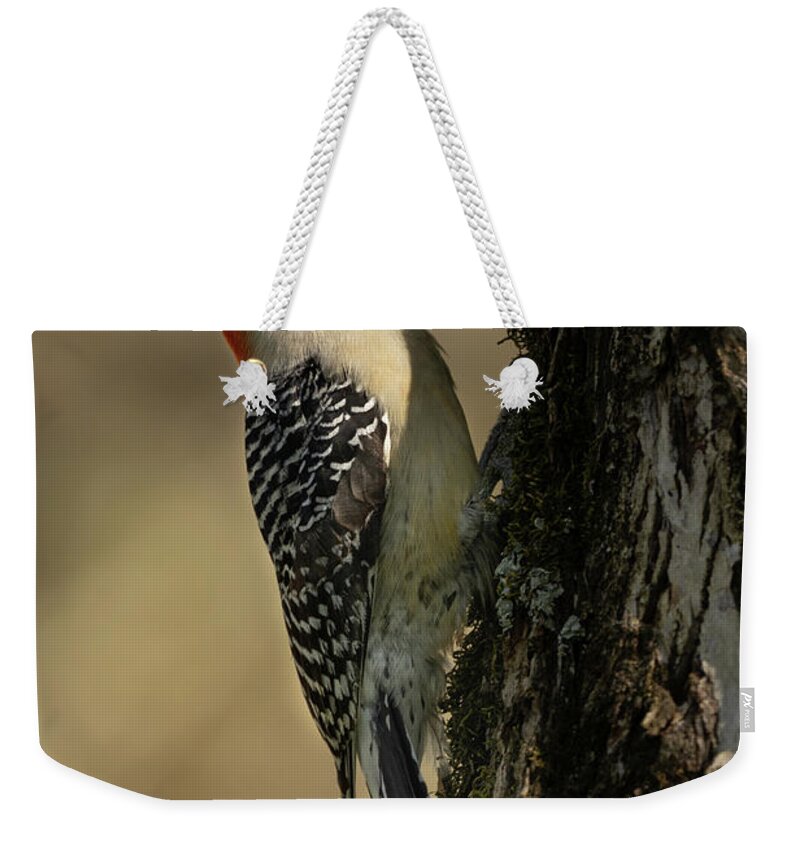 Woodpecker Weekender Tote Bag featuring the photograph Red Bellied Woodpecker by Debbie Karnes
