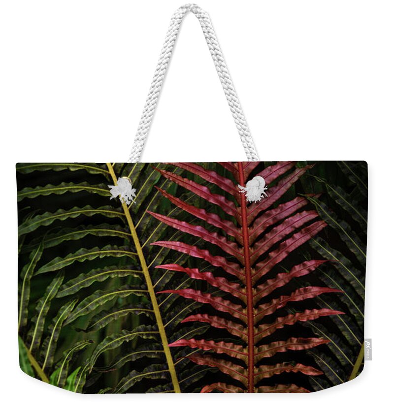 Jenny Rainbow Fine Art Photography Weekender Tote Bag featuring the photograph Red Brazilian Tree Fern Leaves - Dark Tropics 1 by Jenny Rainbow