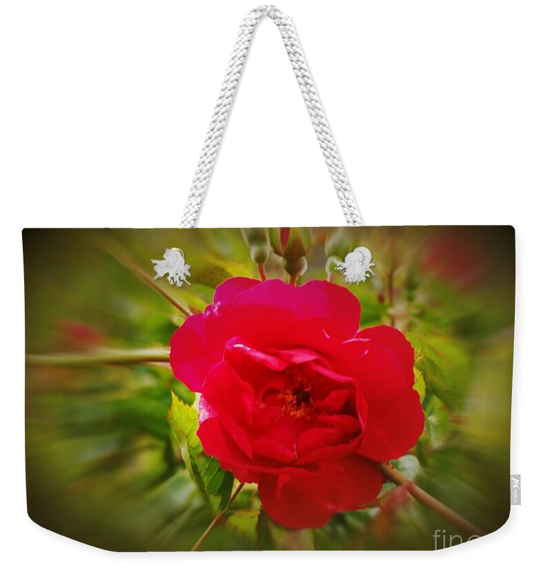 Macro Weekender Tote Bag featuring the photograph Red Climbing Rose by Richard Thomas