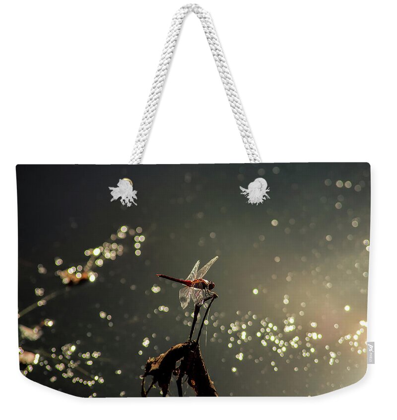 Insects Weekender Tote Bag featuring the photograph Red Dragon by Marcus Jones