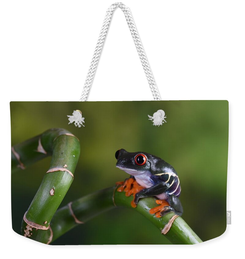 Frog Weekender Tote Bag featuring the photograph Red-eyed Chilean Tree Frog on spiral cane by Gareth Parkes