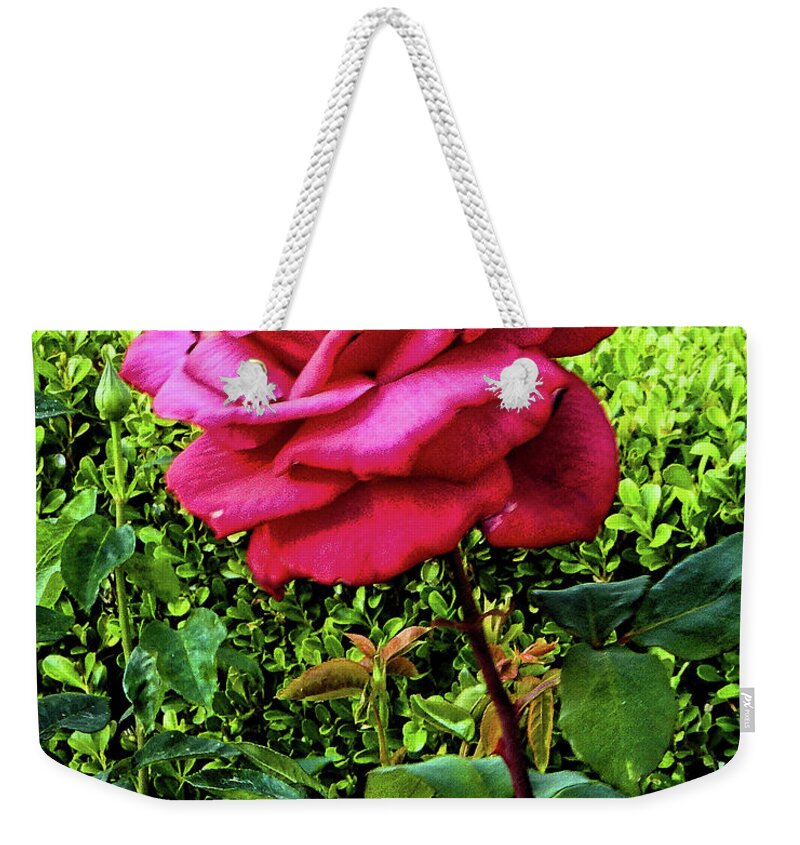 Flower Weekender Tote Bag featuring the photograph Red Green Blue by Andrew Lawrence