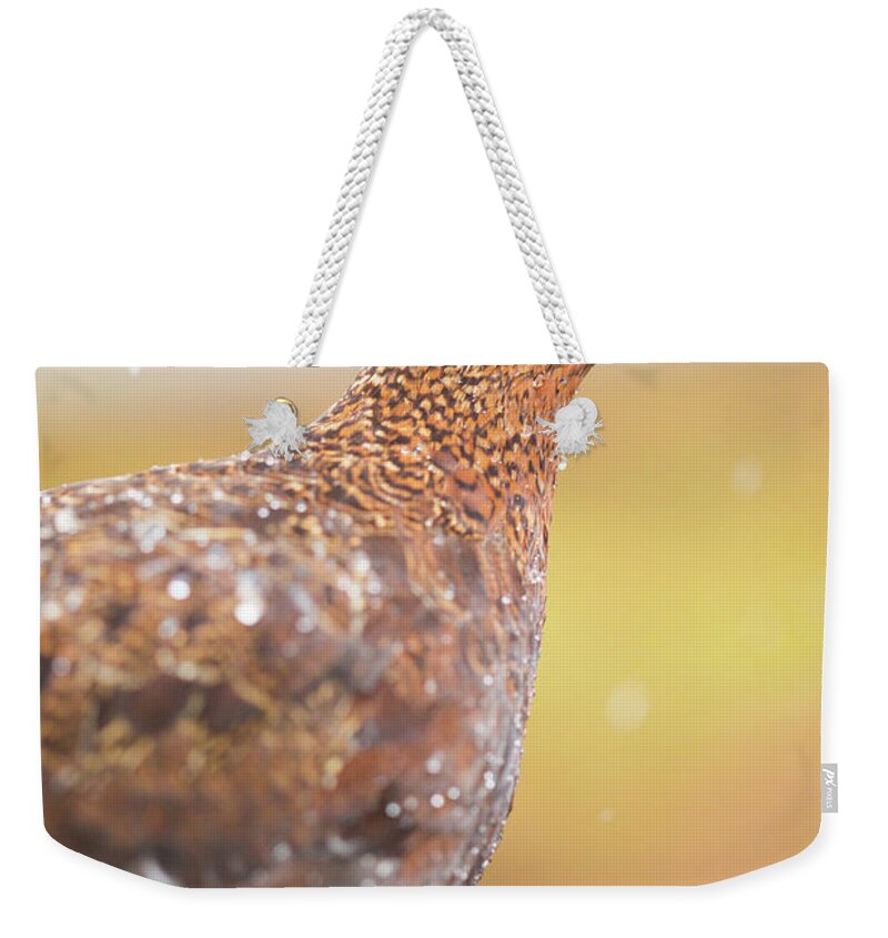 Animal Weekender Tote Bag featuring the photograph Red Grouse on a dry stone wall in the rain by Anita Nicholson