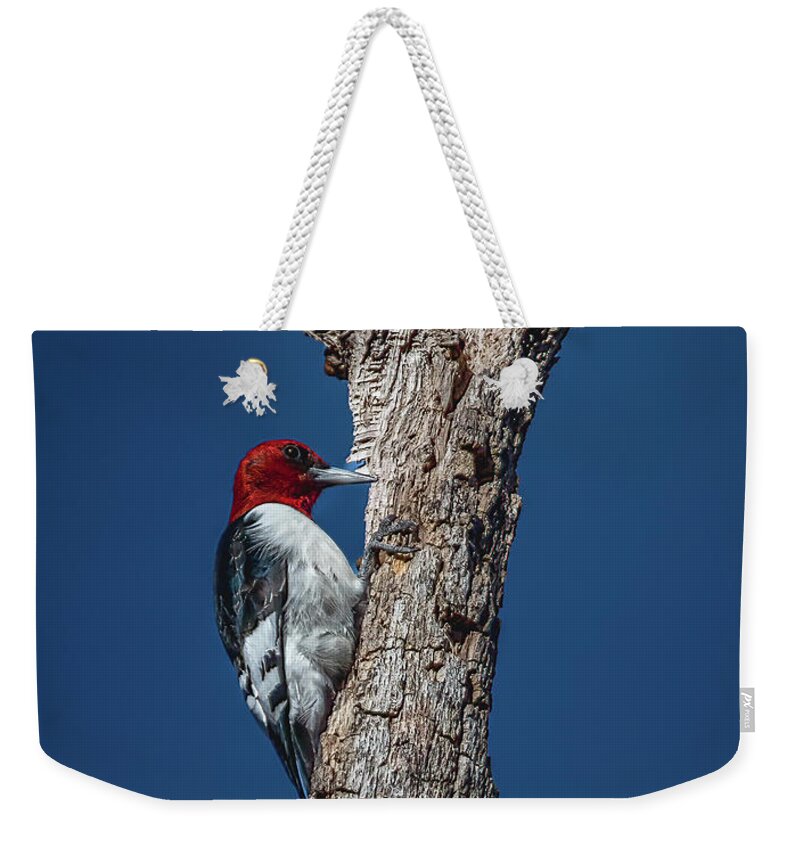Animal Weekender Tote Bag featuring the photograph Red Headed Woodpecker by Brian Shoemaker