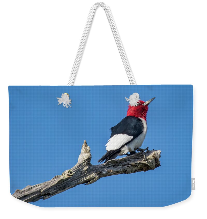 Red-headed Woodpecker Weekender Tote Bag featuring the photograph Red-headed Woodpecker by Jurgen Lorenzen