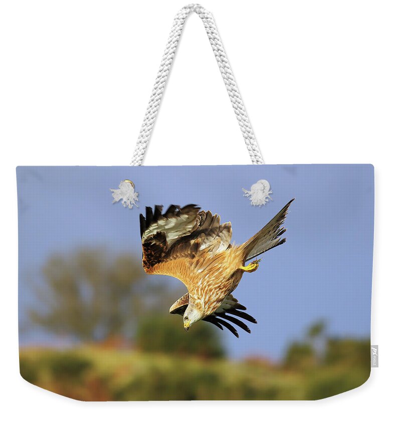 Bird In Flight Weekender Tote Bag featuring the photograph Red Kite diving by Grant Glendinning