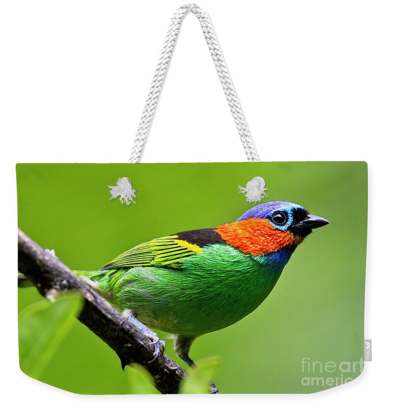 Red-necked Tanager Weekender Tote Bag featuring the photograph Red-necked Tanager, Tangara cyanocephala by Tony Mills