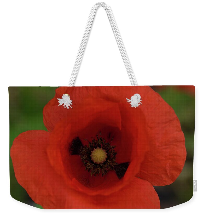 Flower Weekender Tote Bag featuring the photograph Red Poppy by Patrick Nowotny