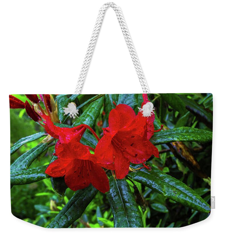 Alex Lyubar Weekender Tote Bag featuring the photograph Red Rhododendron covered with dew by Alex Lyubar