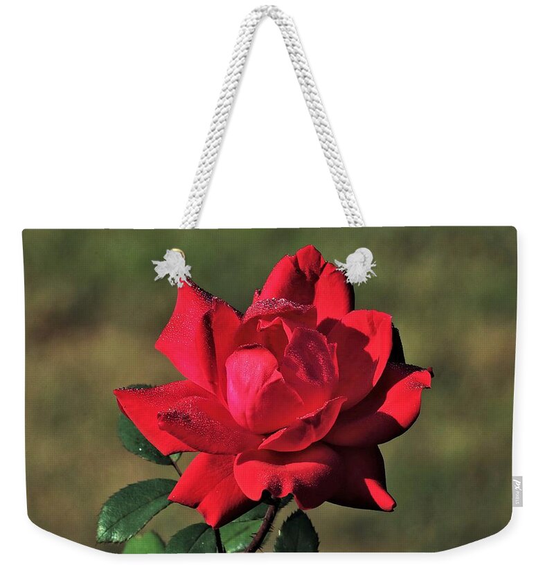 Nature Weekender Tote Bag featuring the photograph Red Rose and Dew by Sheila Brown
