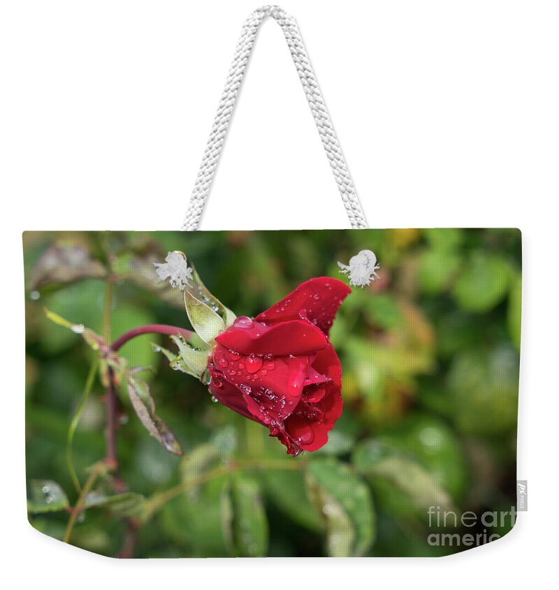 Rose Weekender Tote Bag featuring the photograph Red rose bud with water pearls by Adriana Mueller