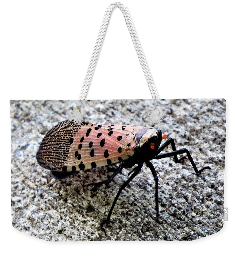 Insects Weekender Tote Bag featuring the photograph Red Spotted Lanternfly Closeup by Linda Stern