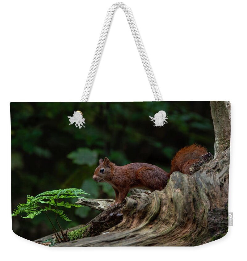 Red Squirrel Weekender Tote Bag featuring the photograph Red squirrel in the autumn forest by Marjolein Van Middelkoop