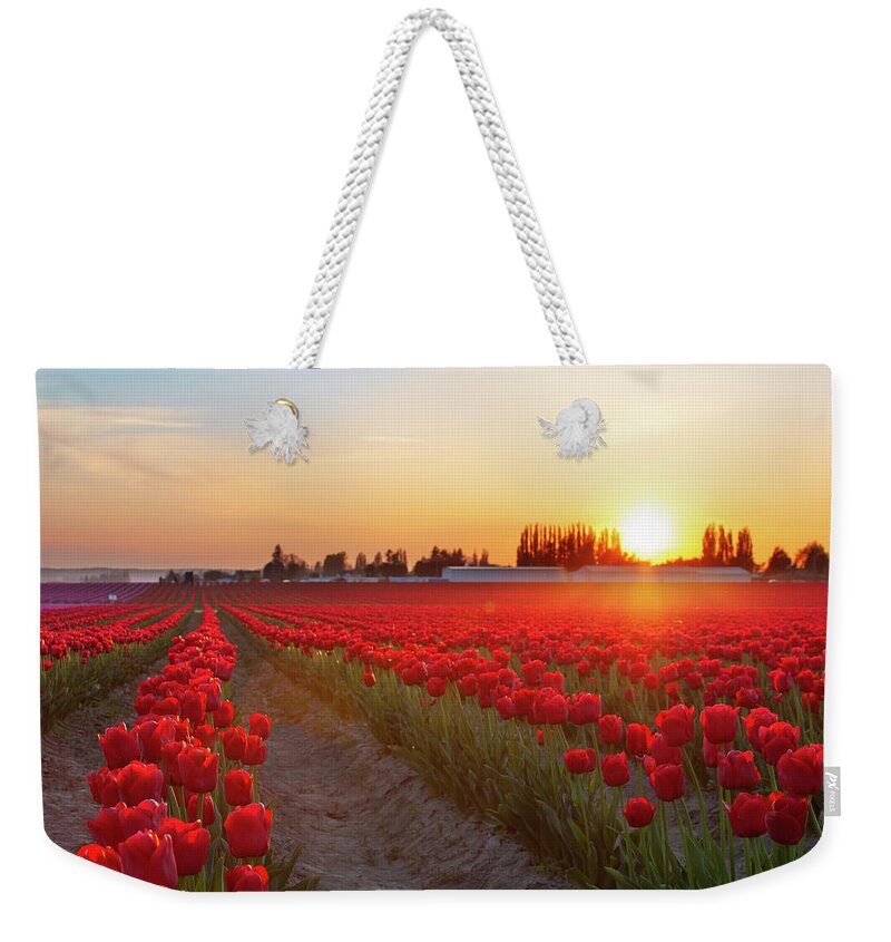 Tulips Weekender Tote Bag featuring the photograph Red Tulip Sunset by Michael Rauwolf