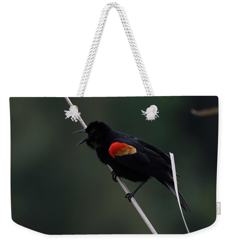Black Bird Weekender Tote Bag featuring the photograph Red-wing Black Bird by Mingming Jiang