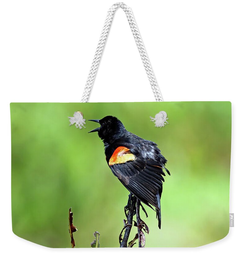 Florida Weekender Tote Bag featuring the photograph Red Wing Singing by Jennifer Robin