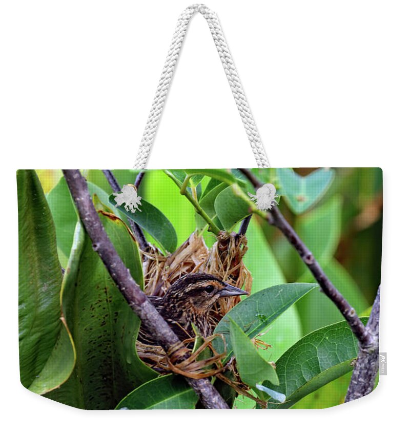 Florida Weekender Tote Bag featuring the photograph Red Winged Blackbird On Nest by Jennifer Robin