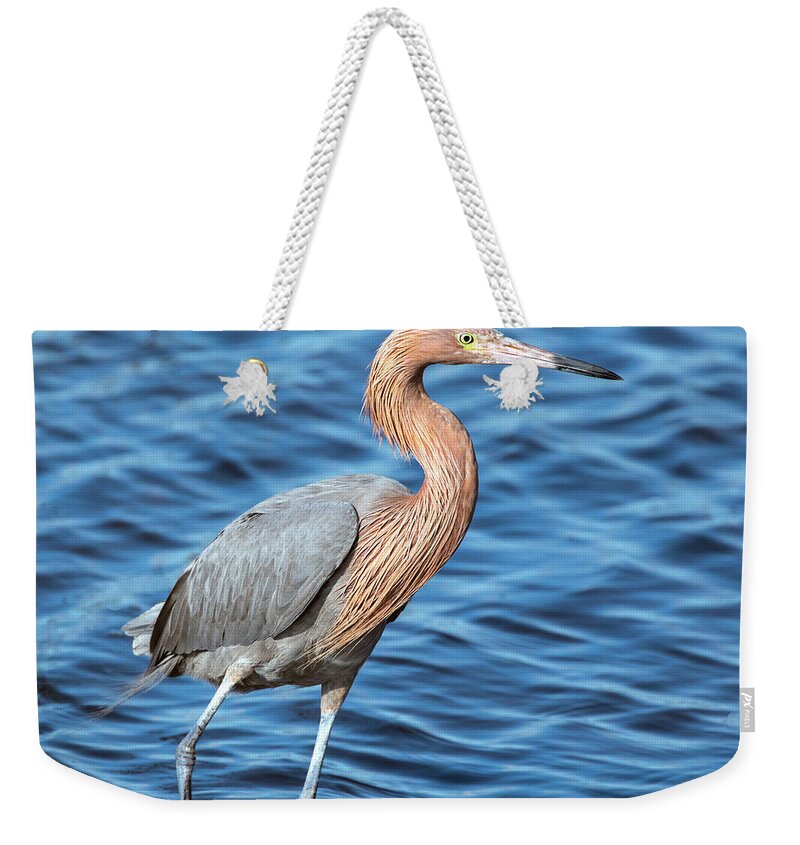 Reddish Egret Weekender Tote Bag featuring the photograph Reddish Egret in Blue Waters by Jaki Miller