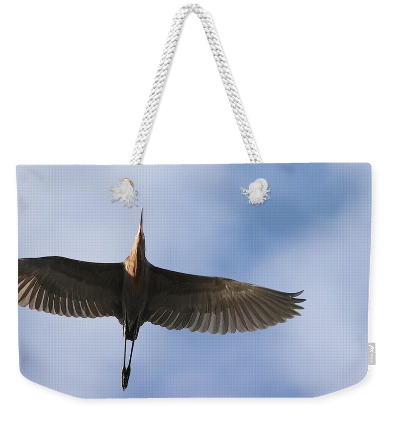 Reddish Egret Weekender Tote Bag featuring the photograph Reddish Egret in Flight by Mingming Jiang