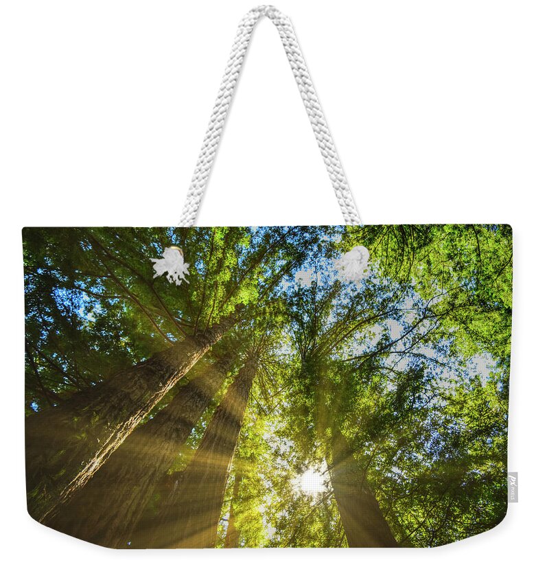 Redwood Forest Weekender Tote Bag featuring the photograph Redwood Magic by Chance Kafka