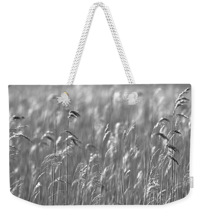 Reed Weekender Tote Bag featuring the photograph Reed forest by MPhotographer