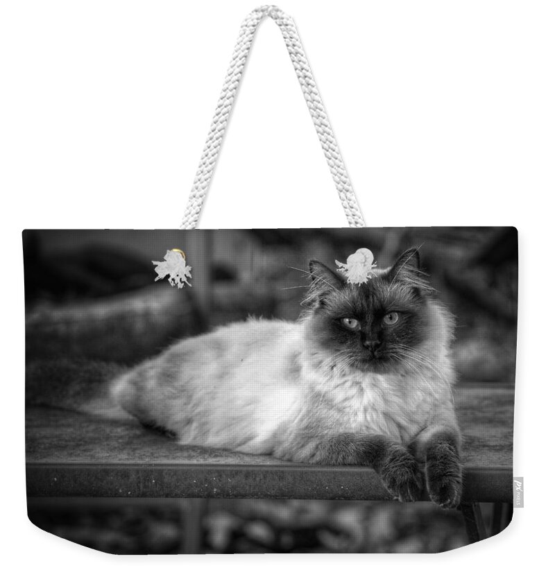 Cat Weekender Tote Bag featuring the photograph Regal by DArcy Evans