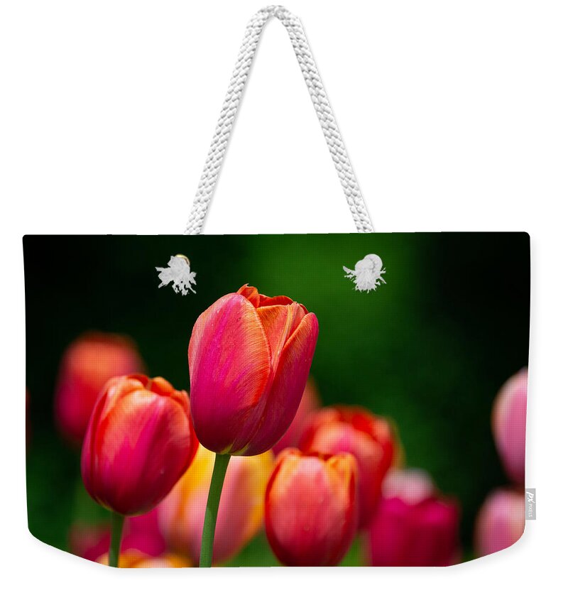 Tulips Weekender Tote Bag featuring the photograph Relaxing in the Garden by Linda Bonaccorsi